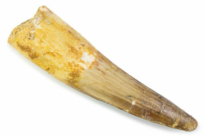Fossil Spinosaurus Tooth - Real Fossil Tooth #373960